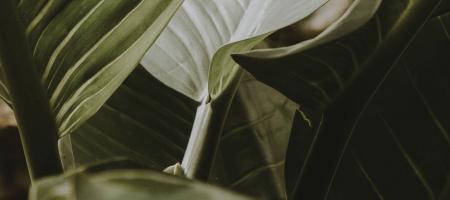 sarah-worth-unsplash.jpeg